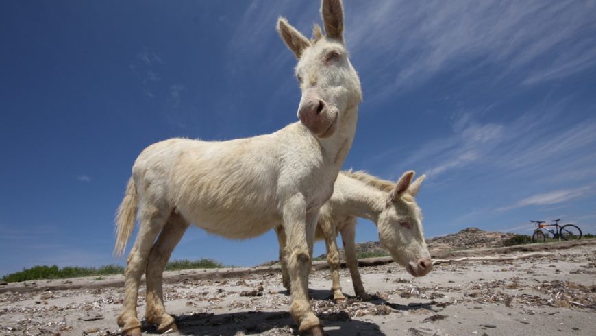 White Donkeys of Asinara