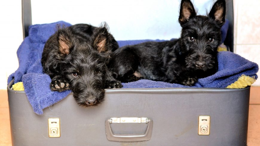 2 dogs in an open suitcase