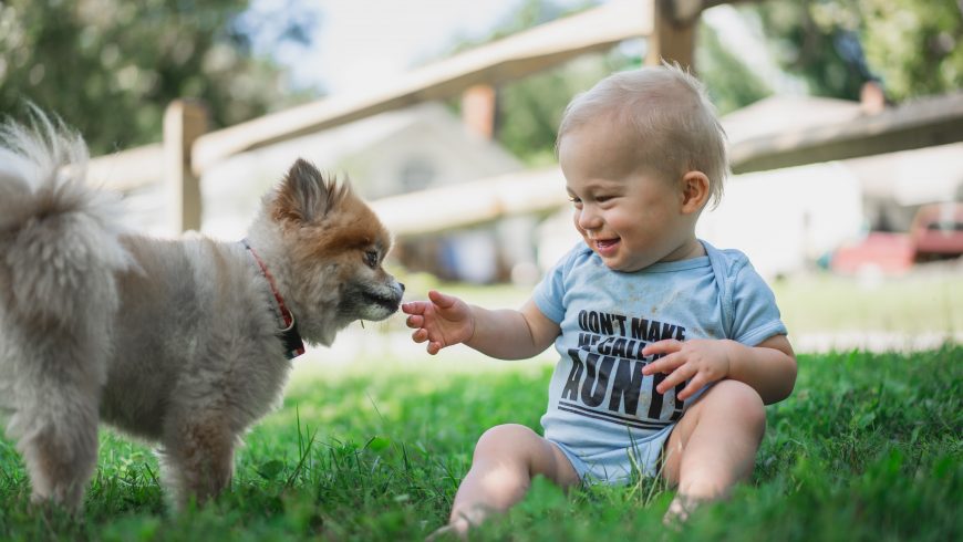 dogs playing with kids