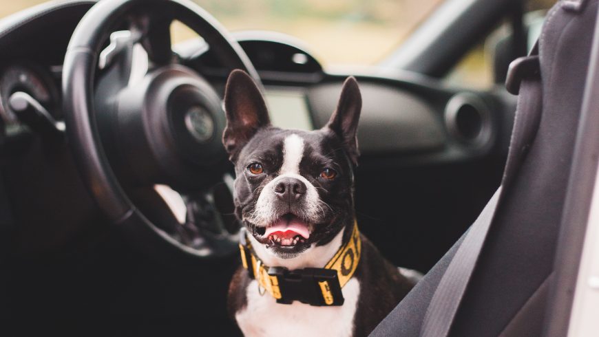 dog in the car