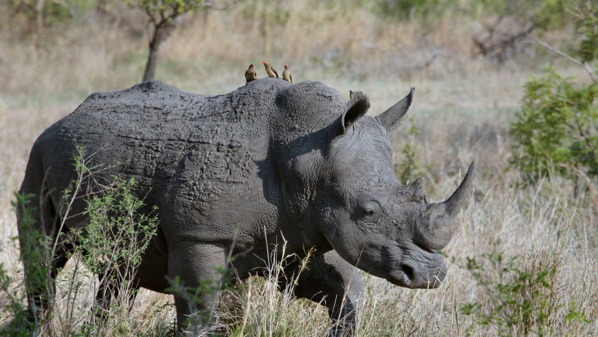 Don't Buy Souvenirs Made From Endangered Species