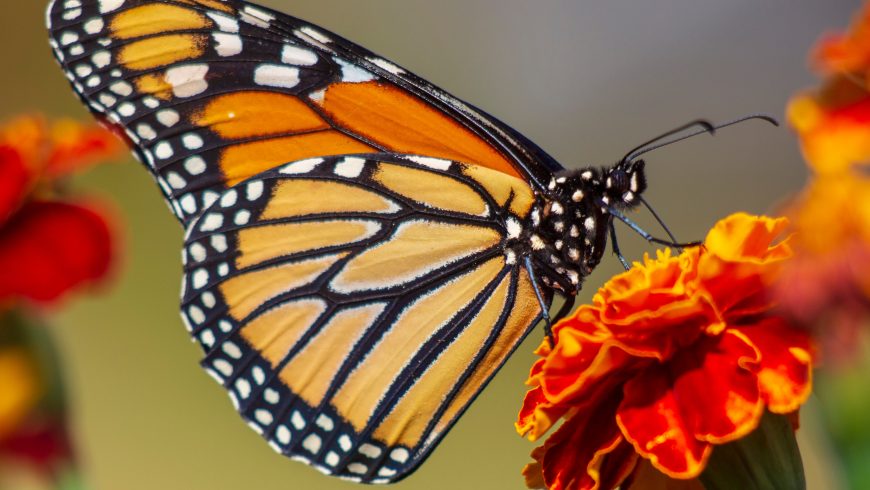 Monarch butterfly, Mexico