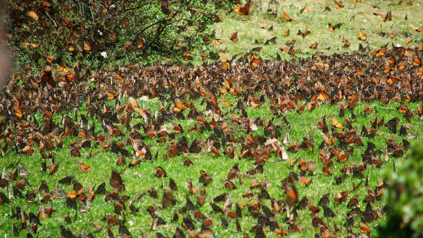 Monarch butterfly, Mexico