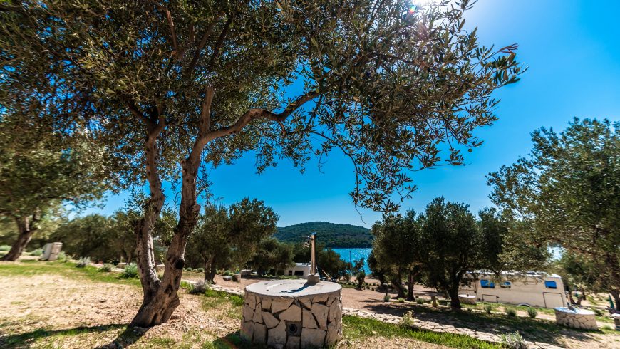 Olive grove in Dalmatia