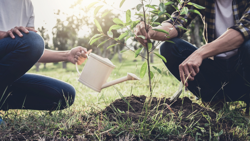 Give a tree as a gift