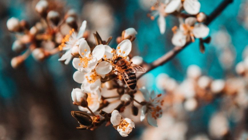 Bee on a flower