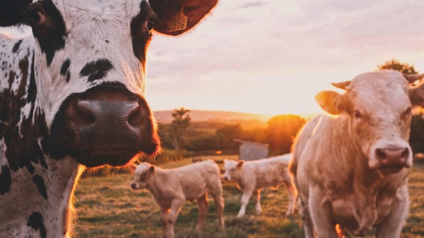 Cows in a field 