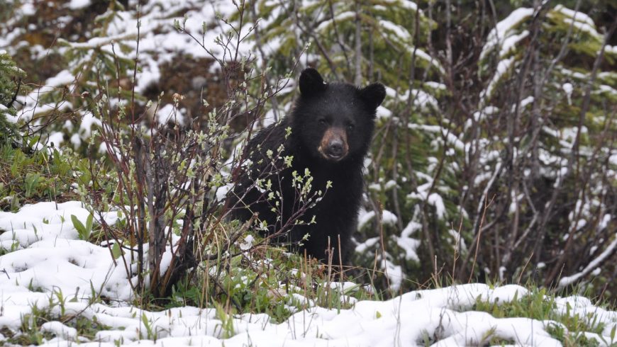 black bear