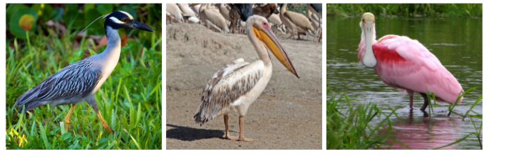 birds species, Lagunas de Chacahua Nationals Parks