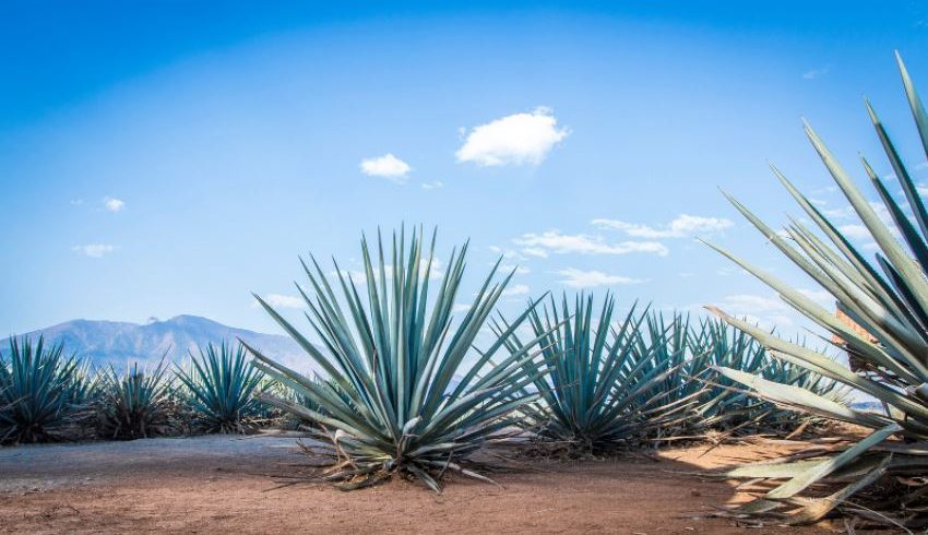 agave, tequila