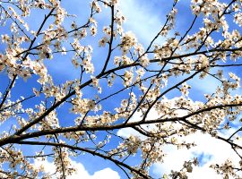 nature around Luniluna