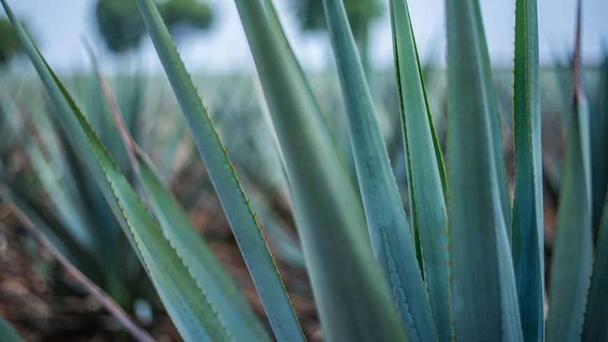 Agave: plant symbol of Tequila - Ecobnb page