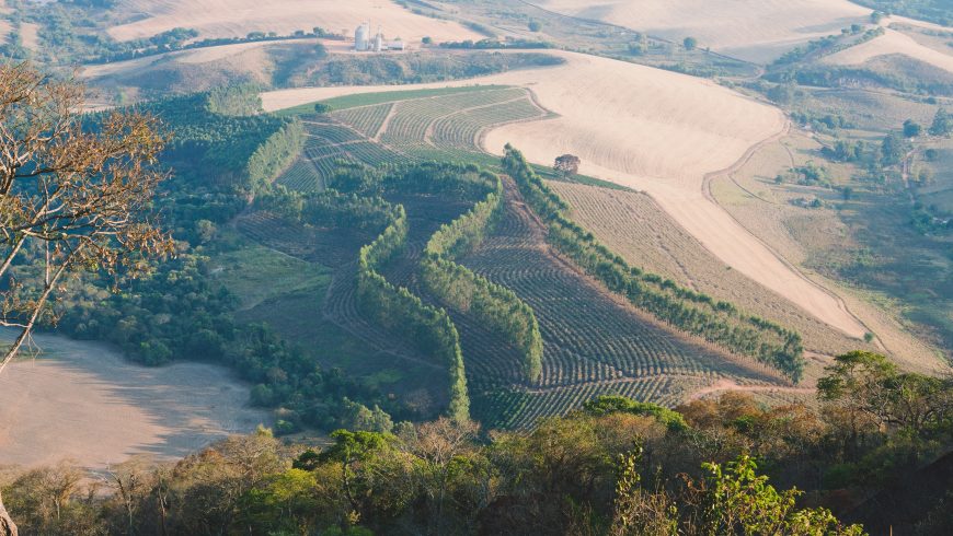 coffee farm in brasil