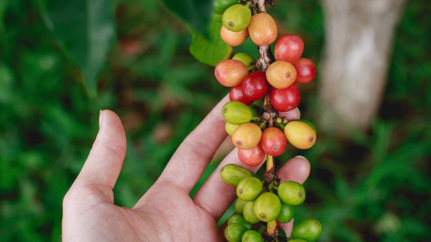 coffee plant