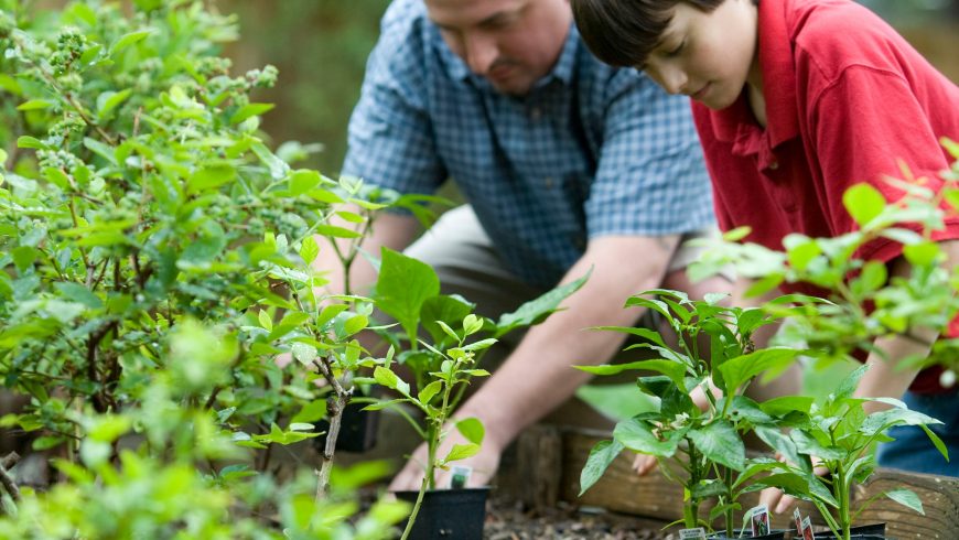 organic garden