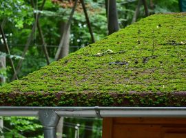 Sloping Green Roof