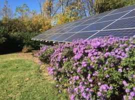 Solar panels and purple flowers