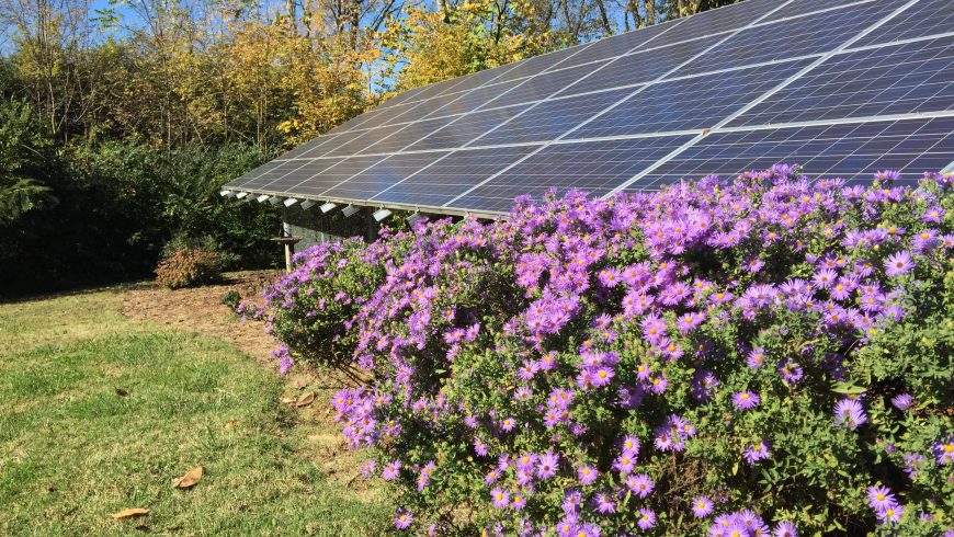 Solar panels and purple flowers