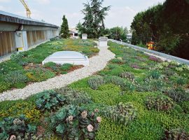 Green roof with plants
