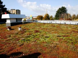 Scandinavian green roof
