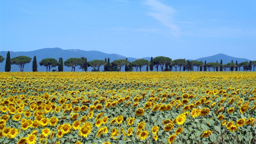 Tuscan Maremma with sunflowers