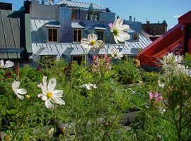Green roof with flowers