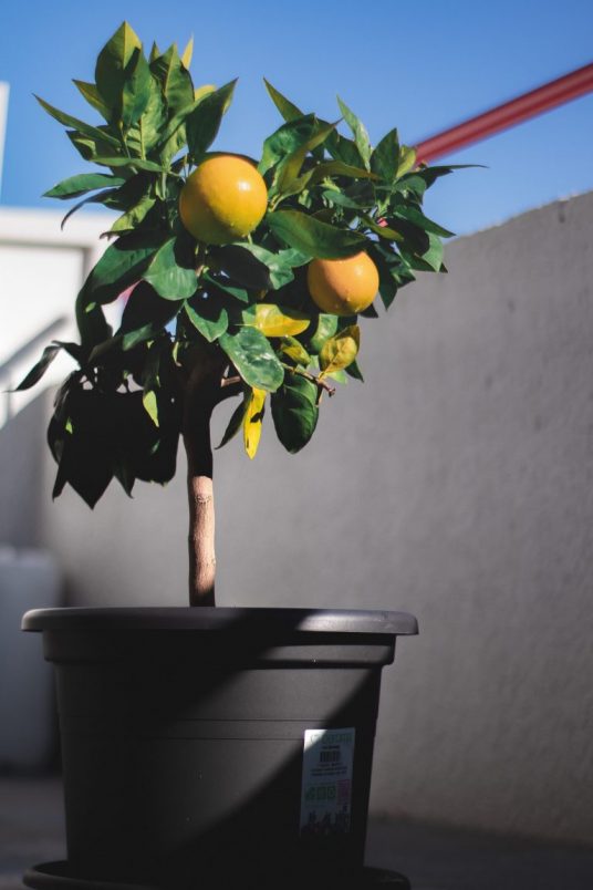 Citrus plant on the balcony