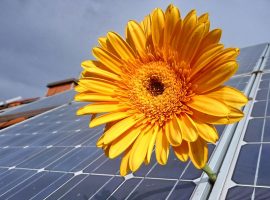 Solar panels with a yellow flower
