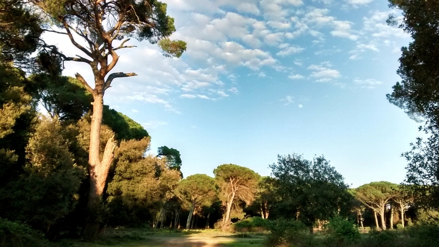 park migliarino san rossore massaciuccoli, the first among the best nature parks in tuscany