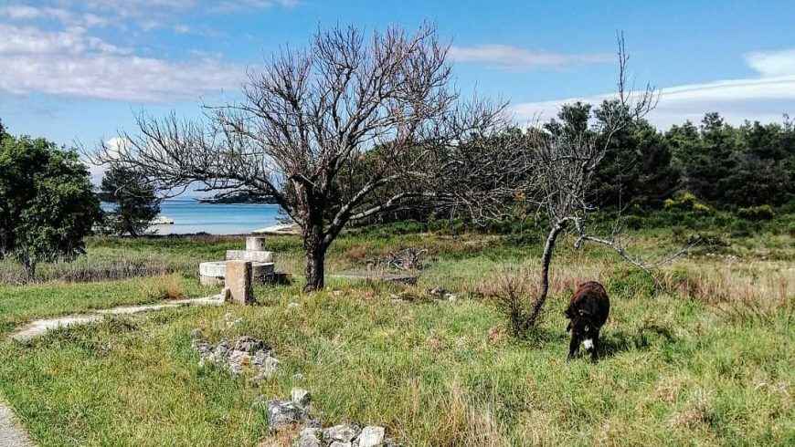 Molat, mare, natura, asino