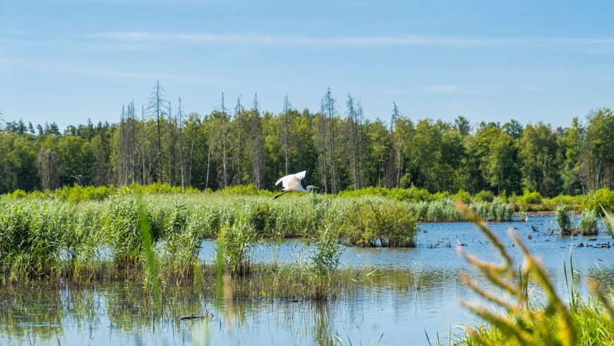 nature, bird, lake, forest, pesticides and biodiversity