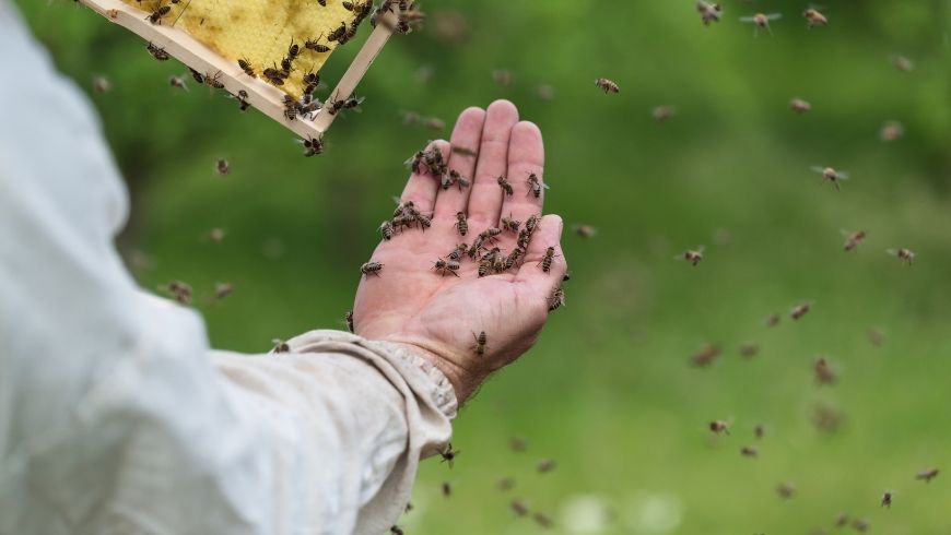 Beekeepers