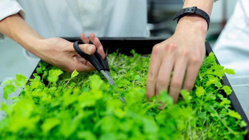 A person holding black scissors cutting an herb