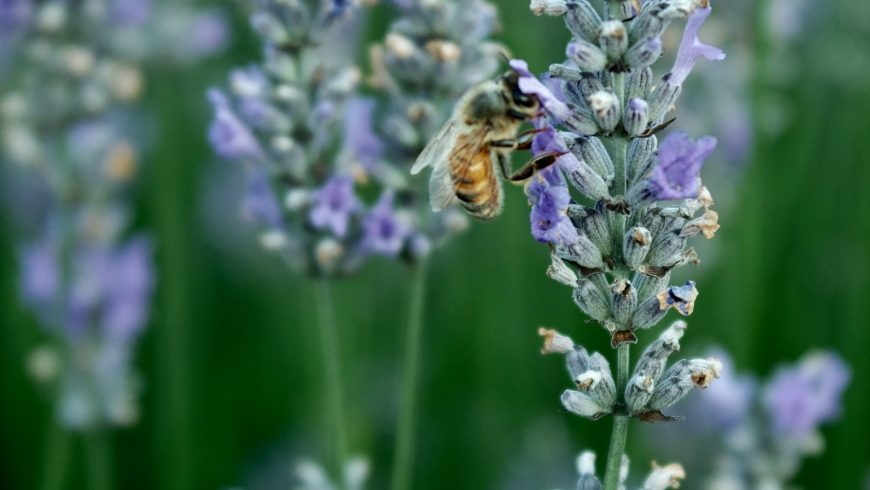 Plant Flowers and Trees that Attract Bees