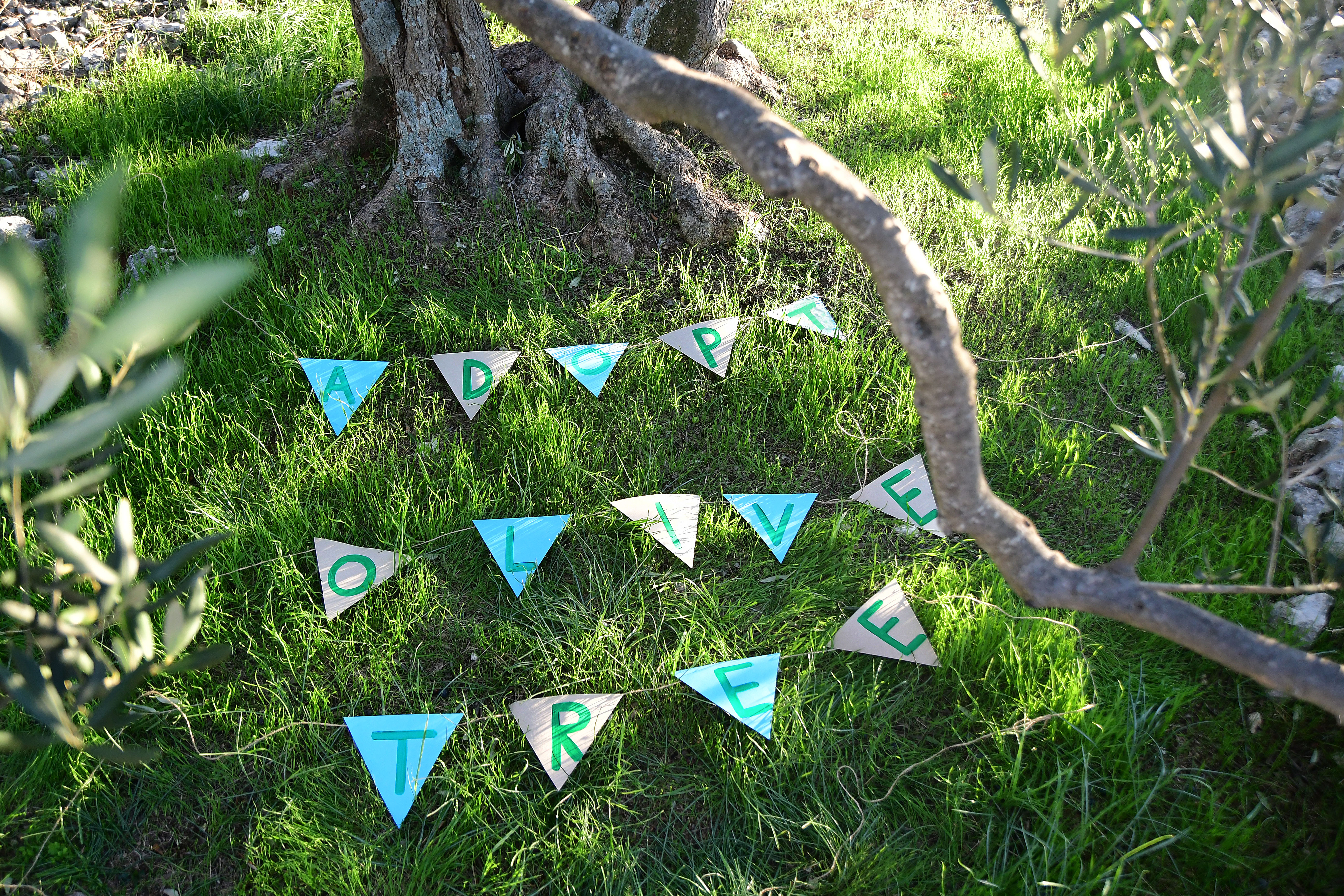 Adopt an Olive Tree - United Nations Sustainable Development