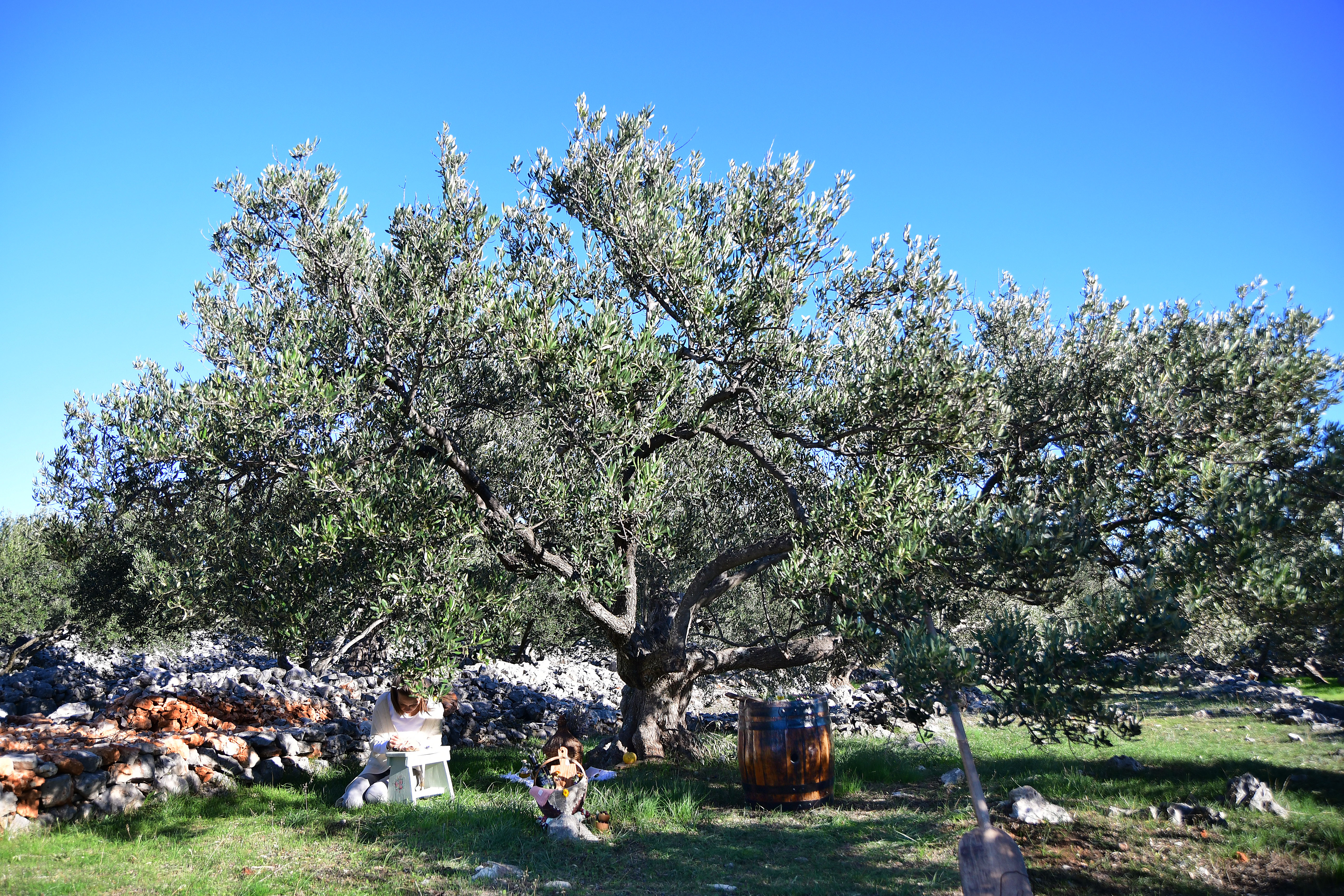 Adopt olive tree in Dalmatia 