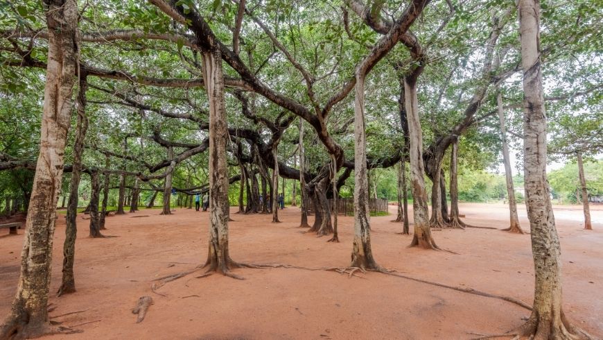 Auroville South India