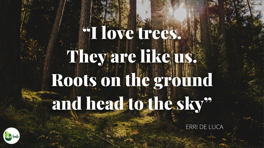 quotes trees and forests