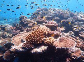 acidification of oceans causes the whitening of coral reefs