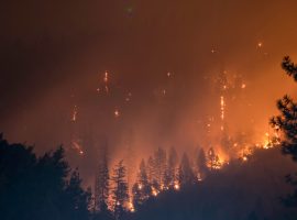 wildfire, drought, destruction of forests