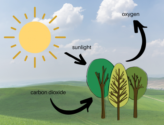 simplified photosynthesis process: forests absorb carbon dioxide and produce oxygen, mitigating climate change