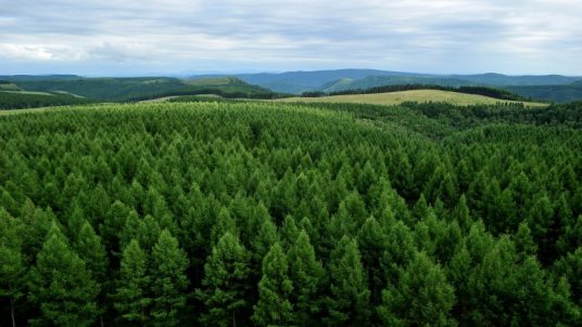 Saihanba National Forest Park