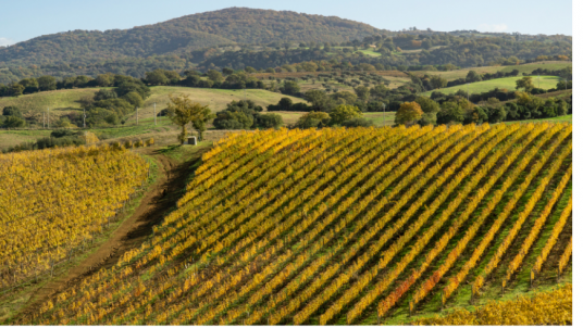 Pedaling through the vineyards and the villages of Maremma