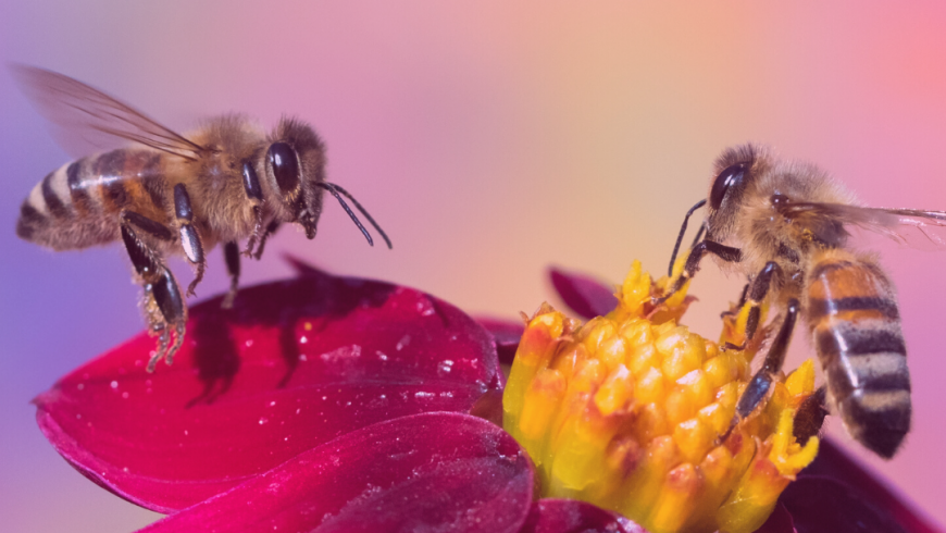 Give a beehive on Valentine's Day