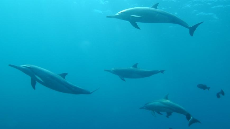 a group of dolphins underwater