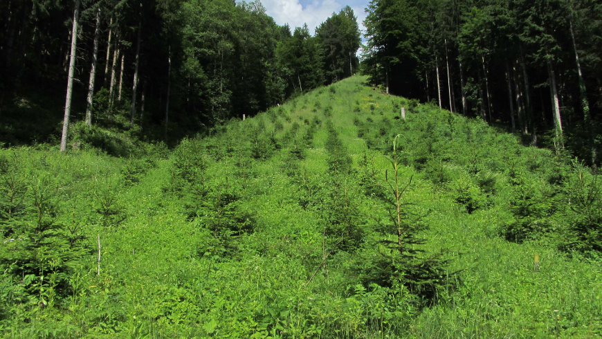 afforestation and reforestation