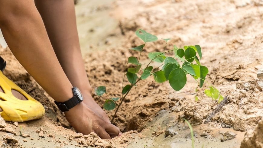 fight climate change planting trees