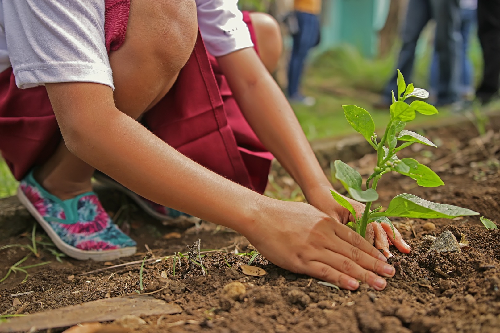 tree planting