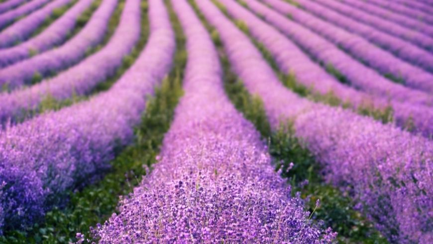 extense of lavender