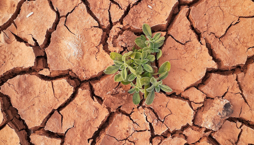 A weed that grows on dry ground
